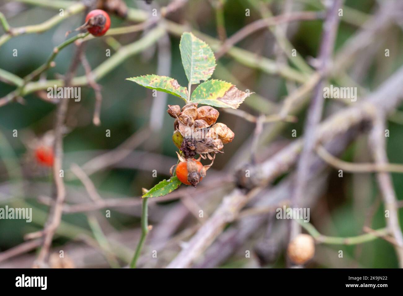 or Rosehip disease what is making the bush drying. Plant disease of Wild Rose on dandelion Dog Rose field background. High quality photo Stock Photo