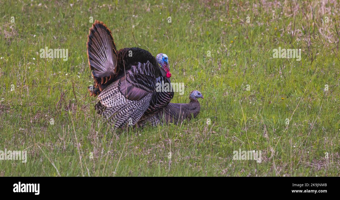 Eastern wild turkeys mating in northern Wisconsin Stock Photo - Alamy