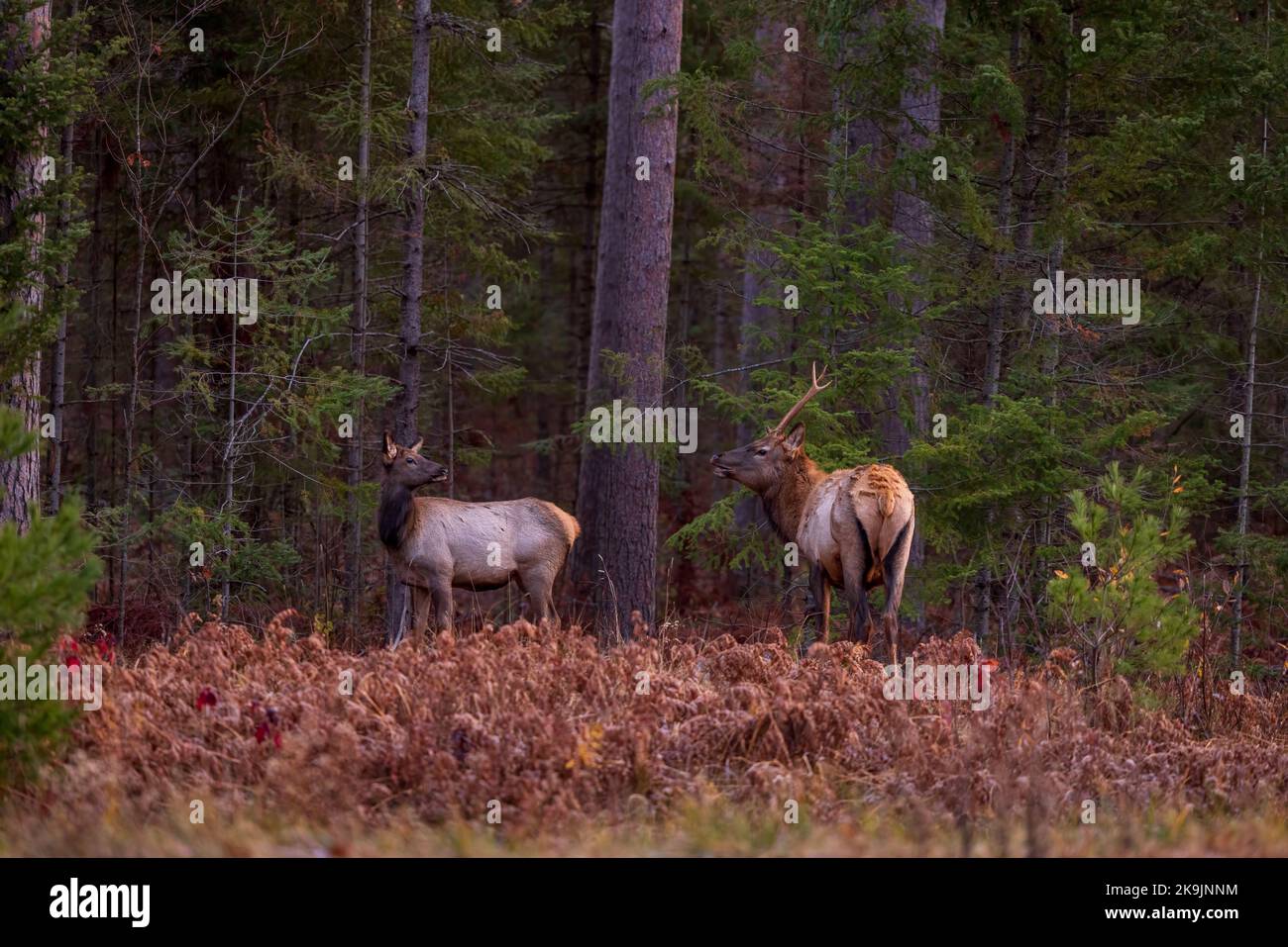 Elk in Clam Lake, Wisconsin Stock Photo Alamy