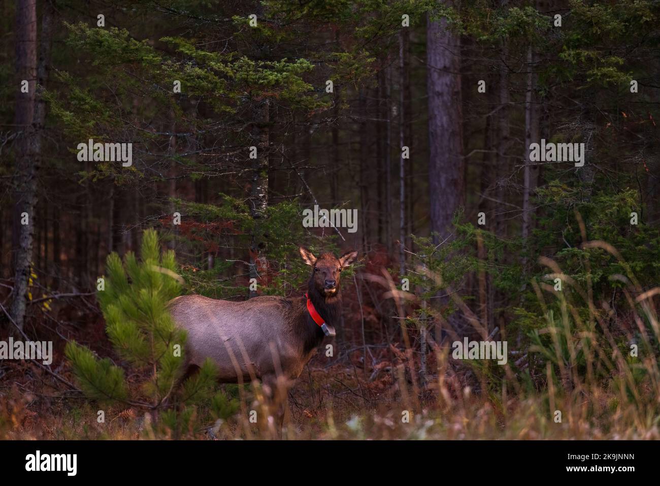 Elk in Clam Lake, Wisconsin Stock Photo Alamy