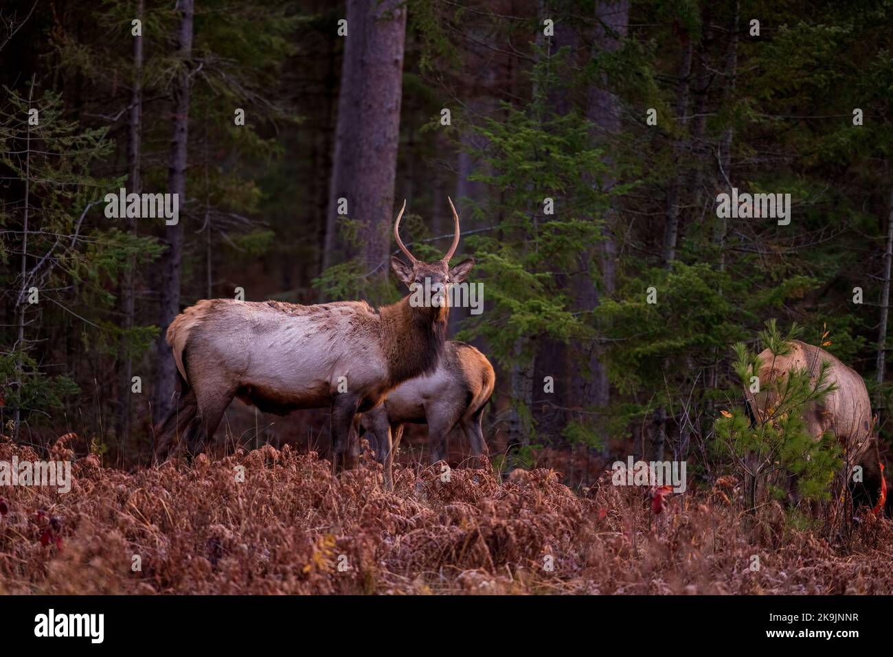 Elk in Clam Lake, Wisconsin. Stock Photo