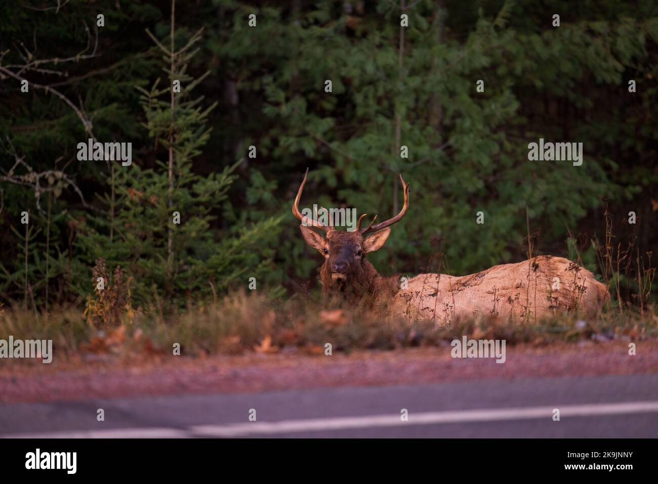 Elk in Clam Lake, Wisconsin Stock Photo Alamy