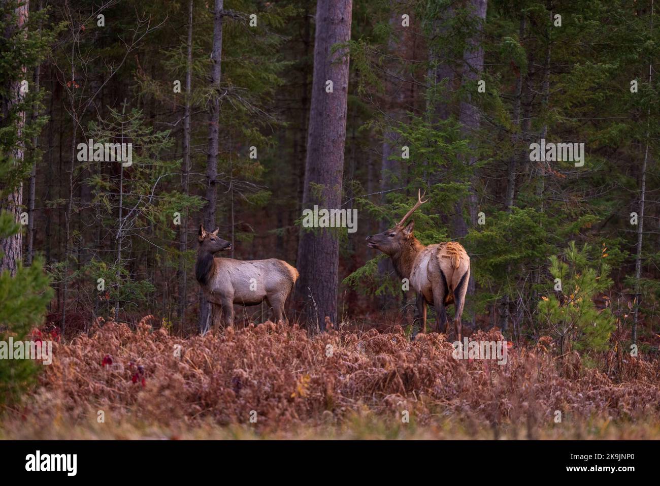 Elk in Clam Lake, Wisconsin Stock Photo Alamy