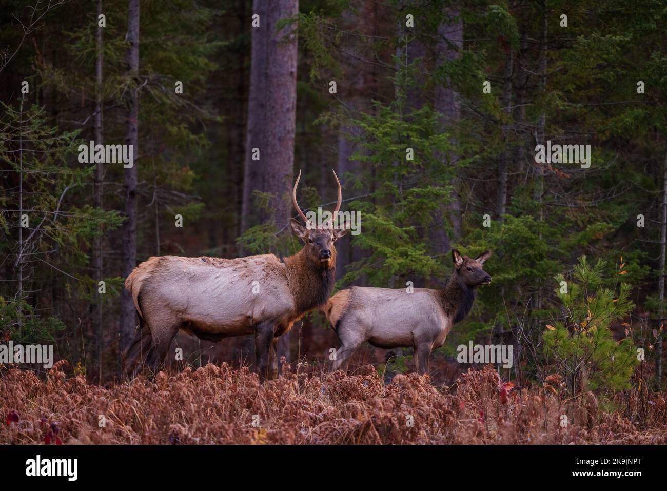 Elk in Clam Lake, Wisconsin. Stock Photo
