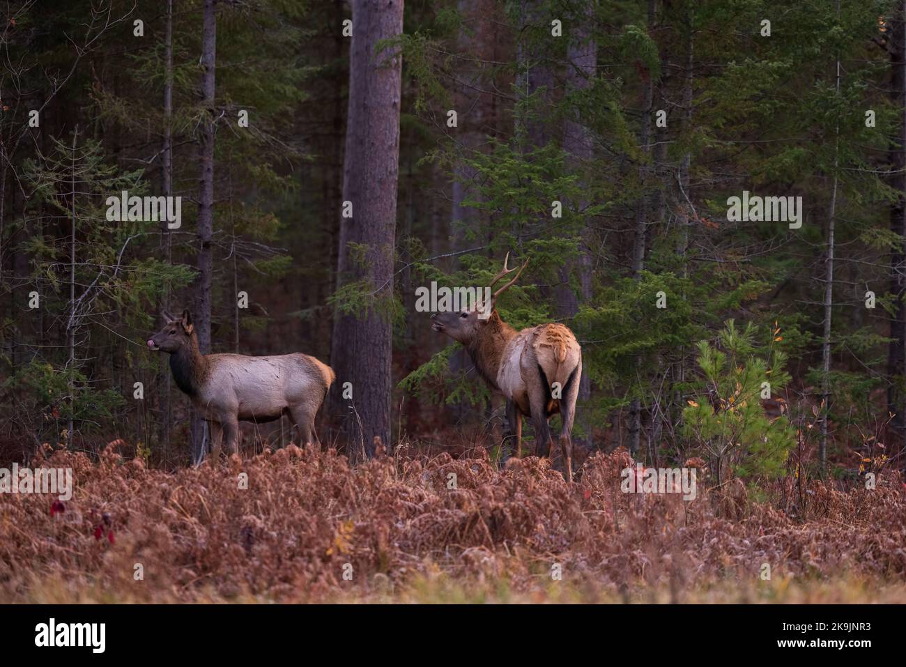 Elk in Clam Lake, Wisconsin. Stock Photo