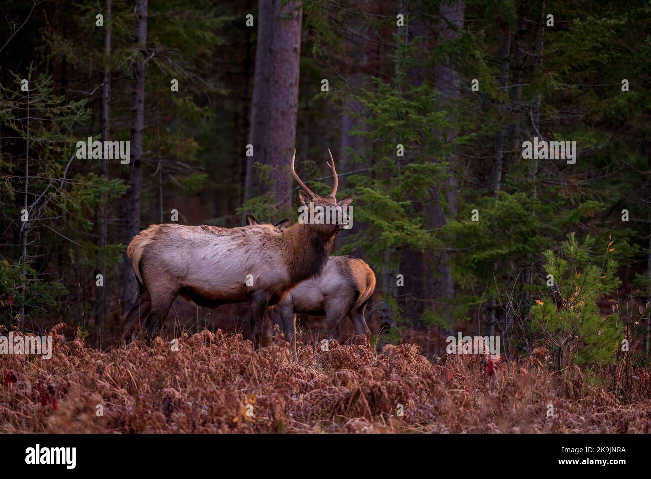Elk in Clam Lake, Wisconsin Stock Photo Alamy
