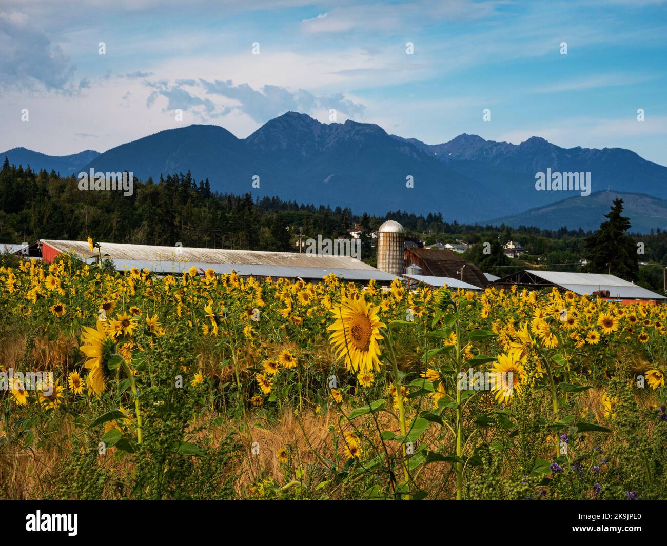 WA22642-00...WASHINGTON - A commercial field of sunflowers viewed from the Olympic Discovery Trail in Sequim. Stock Photo