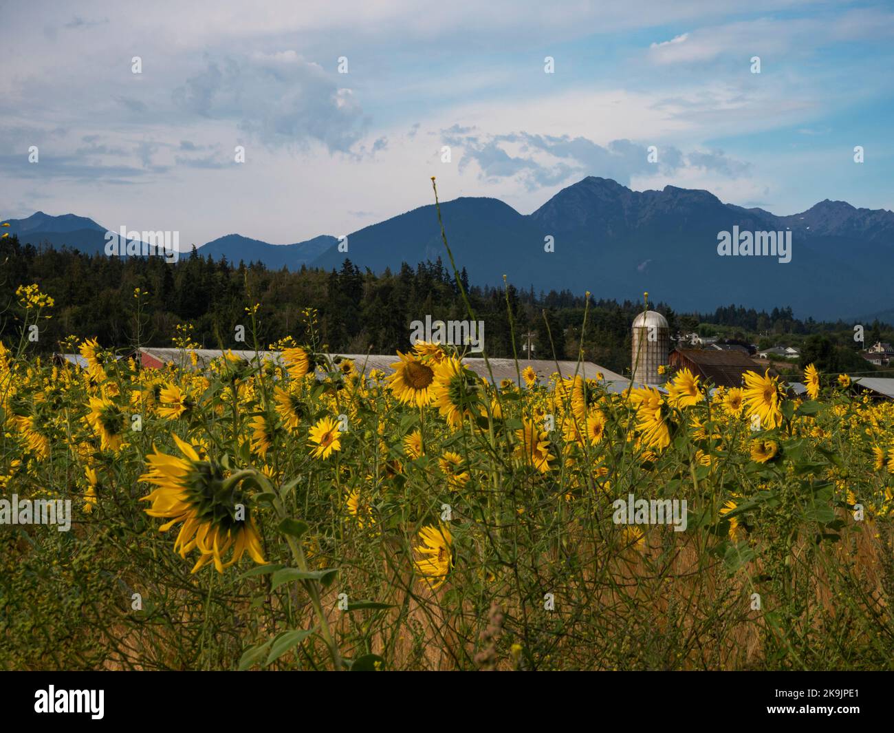 WA22643-00...WASHINGTON - A commercial field of sunflowers in Sequim. Stock Photo