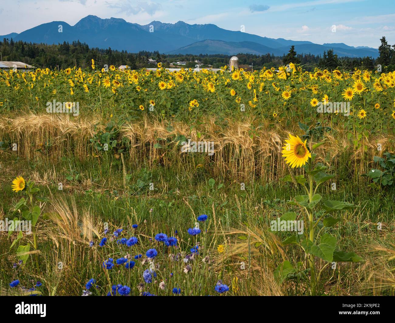 WA22644-00...WASHINGTON - A commercial field of sunflowers in Sequim. Stock Photo