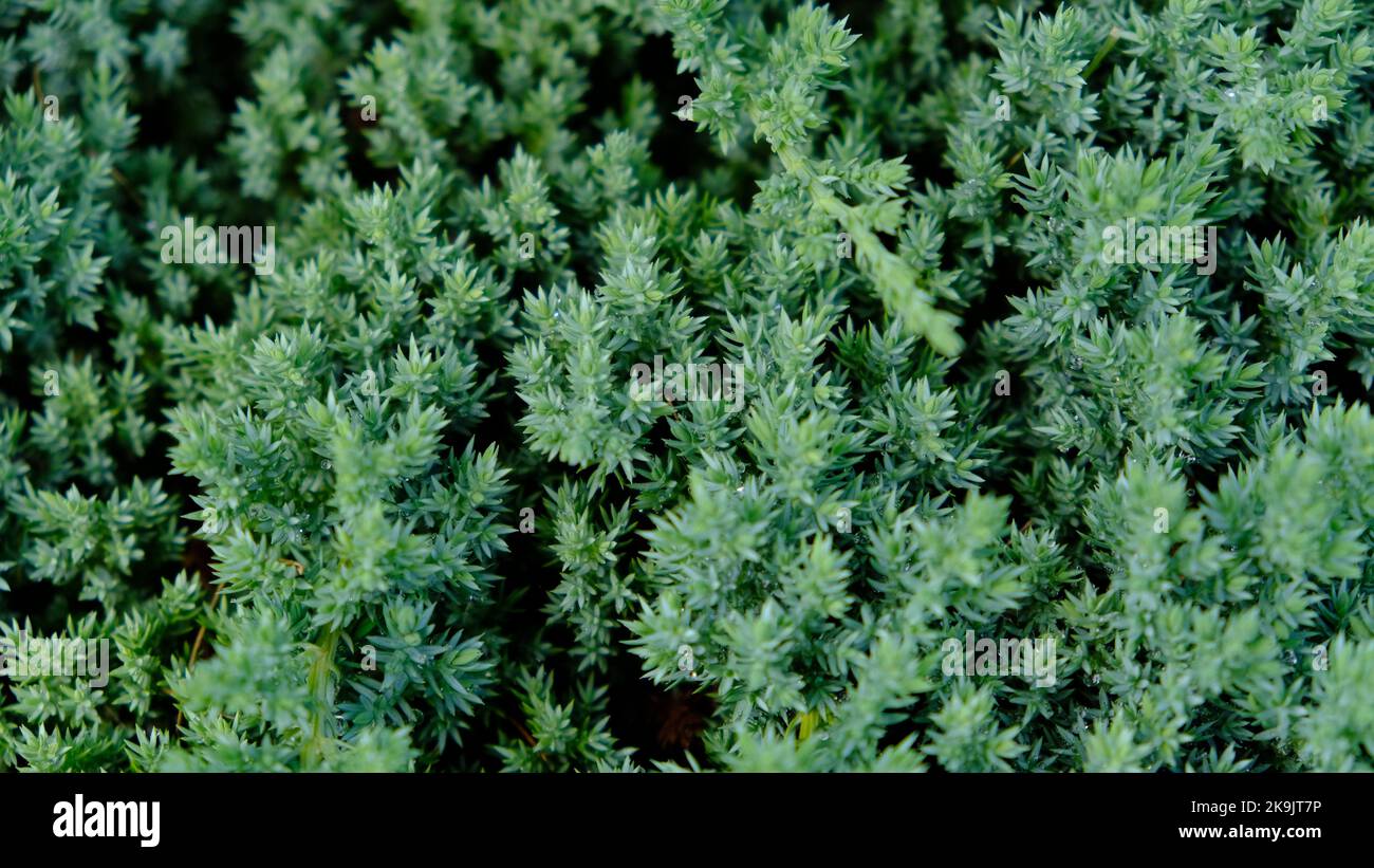 Dwarf Japanese garden juniper creeping - Juniperus horizontalis.  Stock Photo