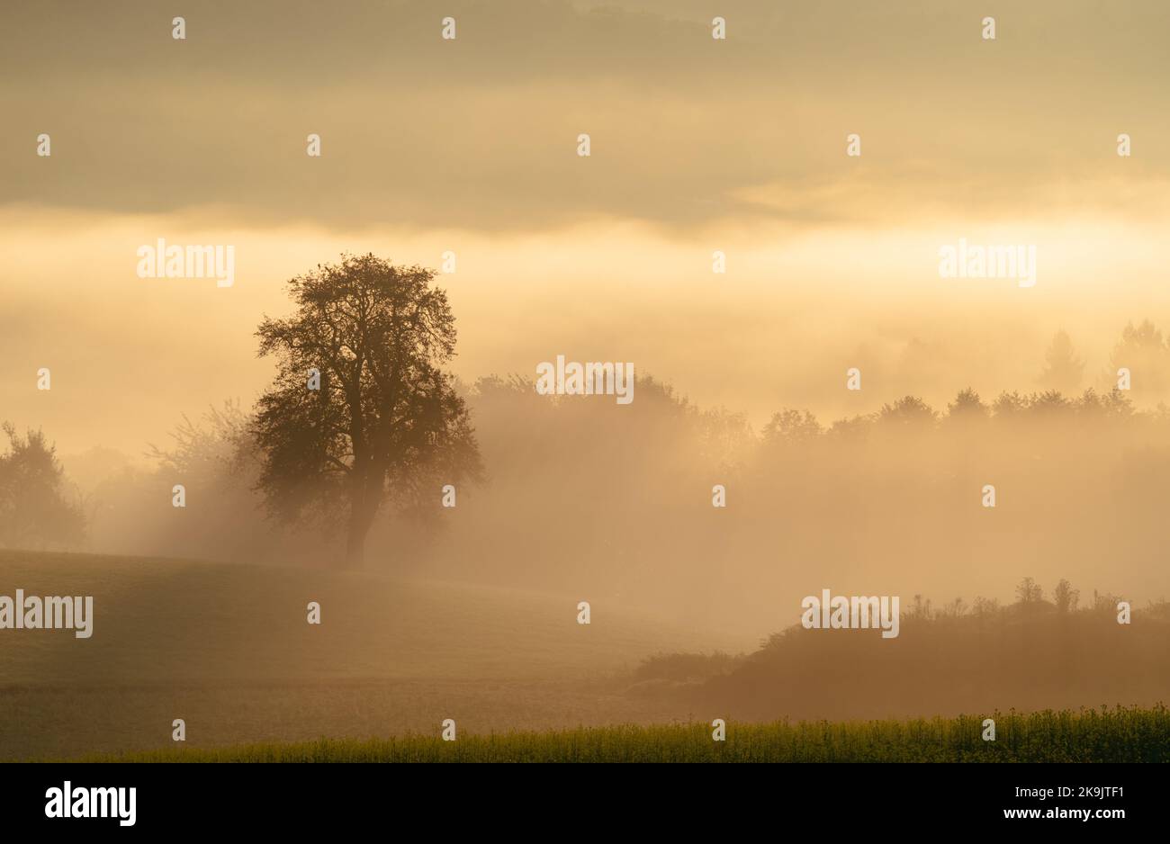 Single oak tree in a field at sunrise Stock Photo - Alamy