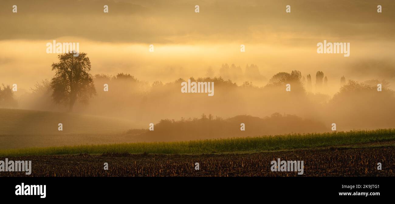 Single oak tree in a field at sunrise Stock Photo - Alamy