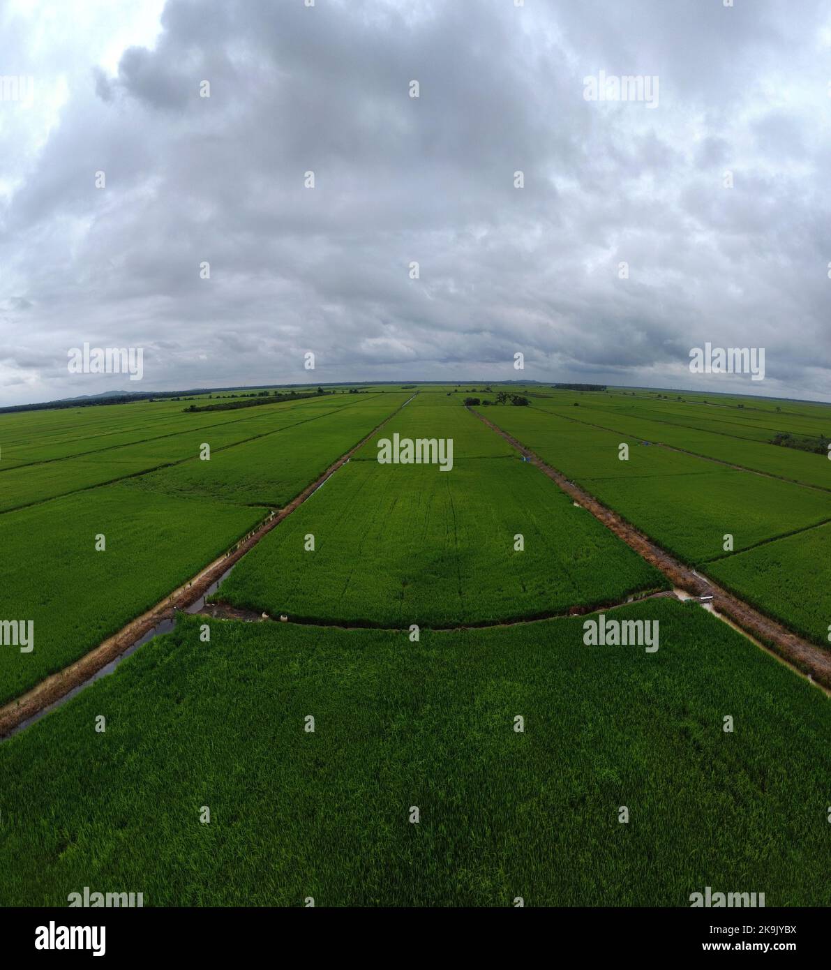 aerial daytime scene at the green paddy field farm Stock Photo - Alamy