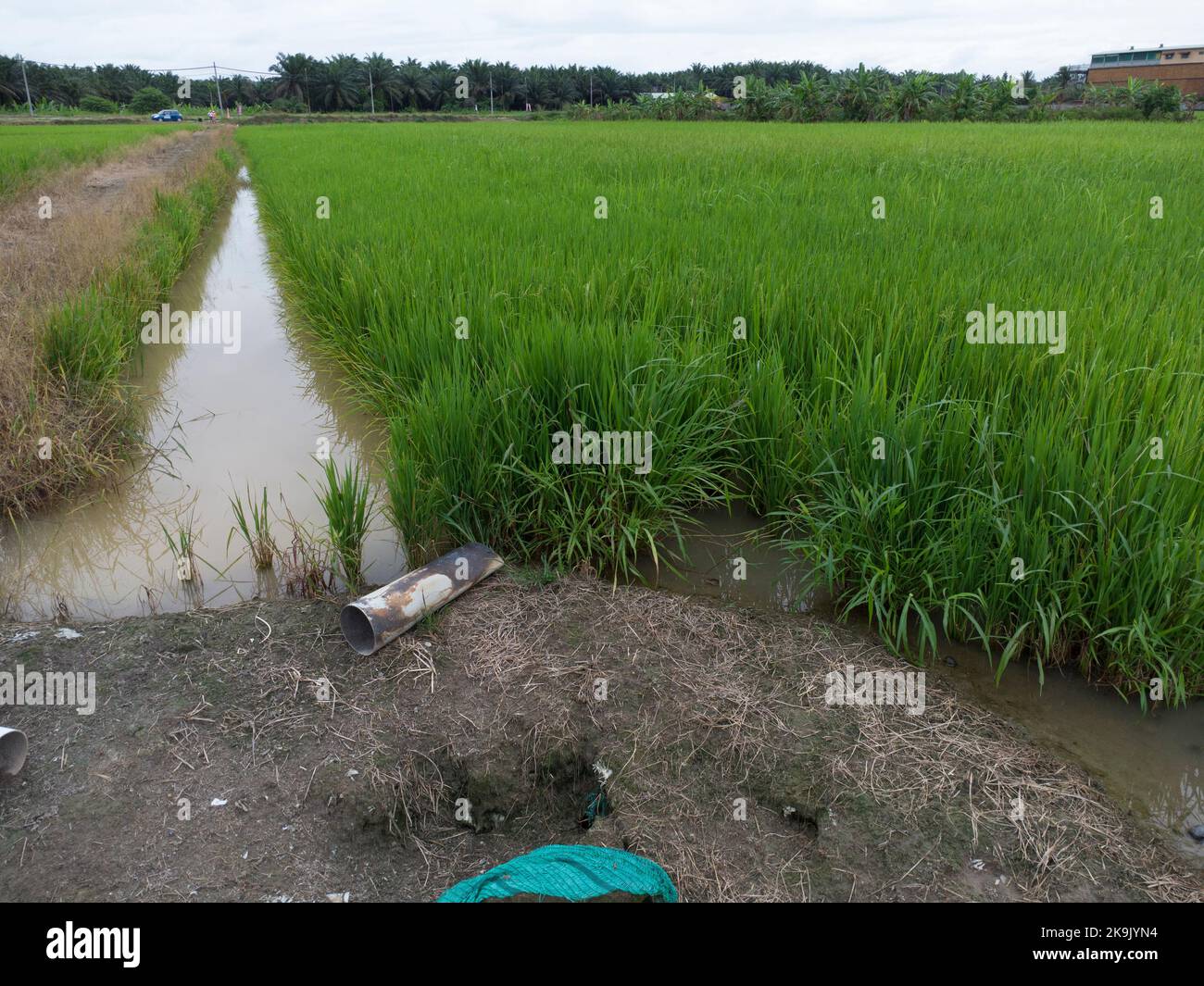 aerial daytime scene at the green paddy field farm Stock Photo - Alamy