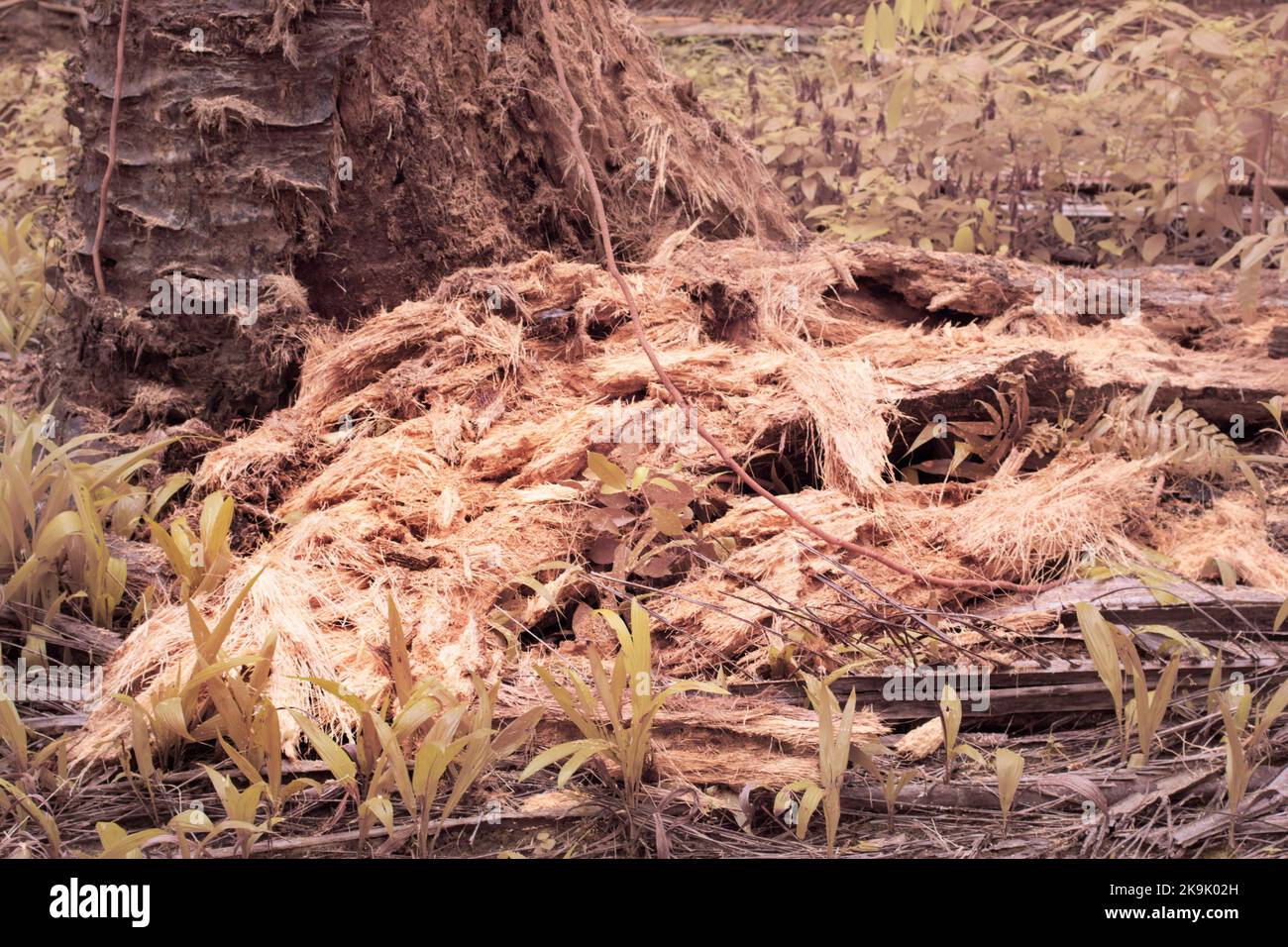 infrared image of the tree trunk at the plantation Stock