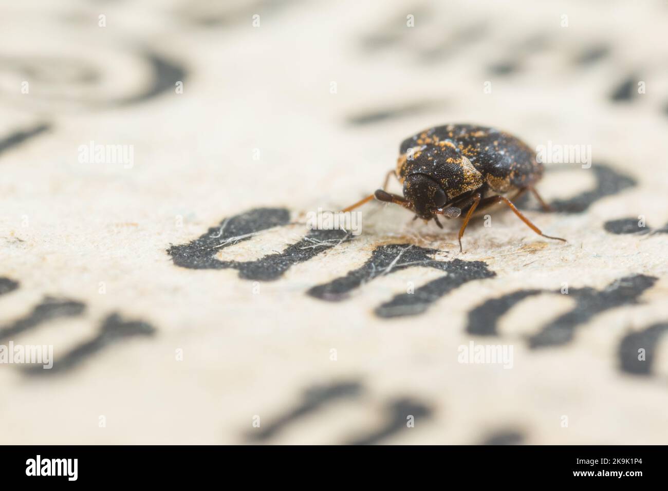 Museum beetle (Anthrenus museorum) on an old book Stock Photo
