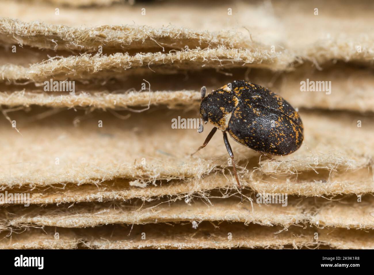 Museum beetle (Anthrenus museorum) on an old book Stock Photo Alamy