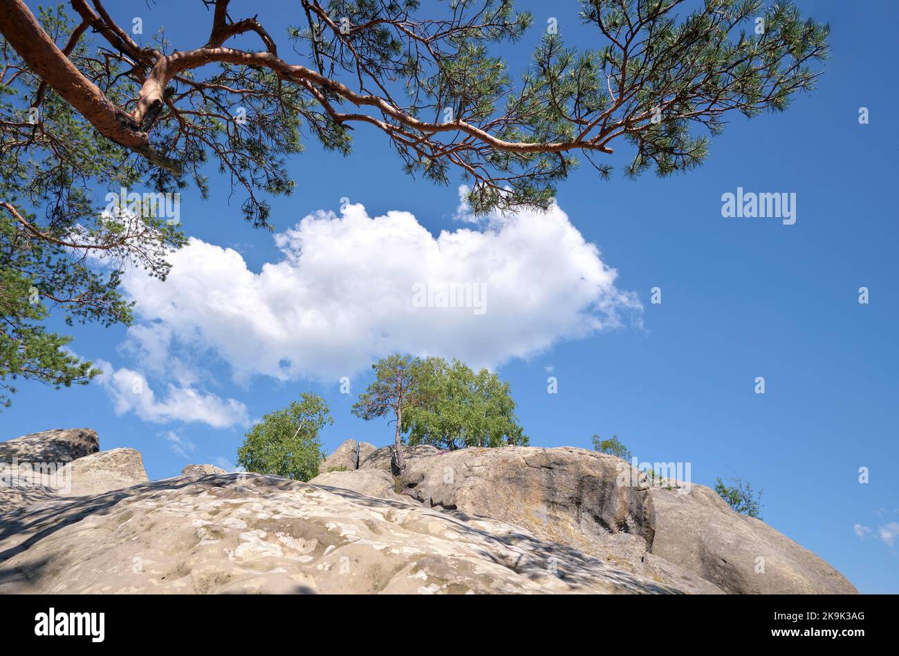 Big old pine tree growing on rocky mountain top under blue sky on ...