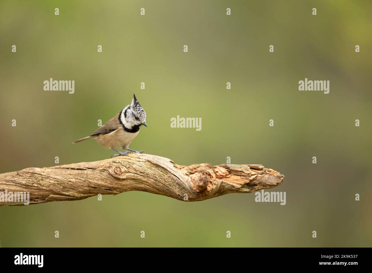 Passerine bird Crested Tit sitting in forest with green background. Europe, Finland Stock Photo