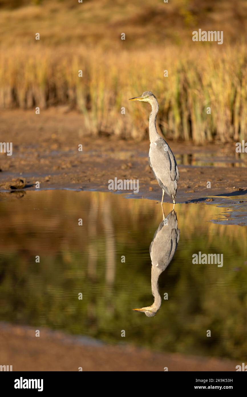 Bird in the water. Grey Heron, Ardea cinerea, bird mirrorig in pond, sunny towards evening, Czech republic Stock Photo