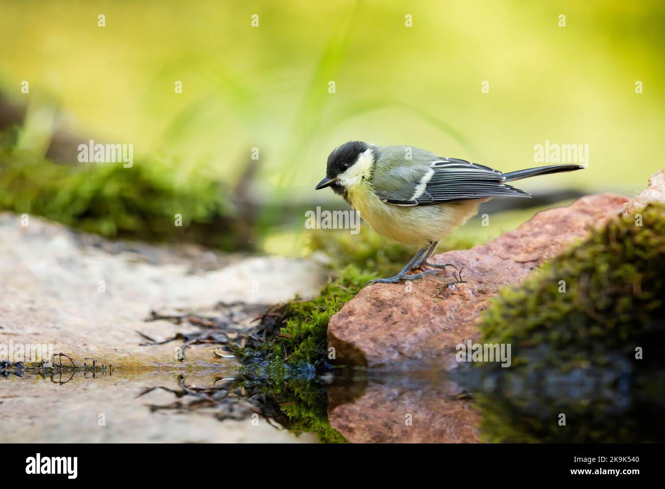 Great tit Parus major. Garden bird, perched on a stone with moss near the water in forest pond Stock Photo