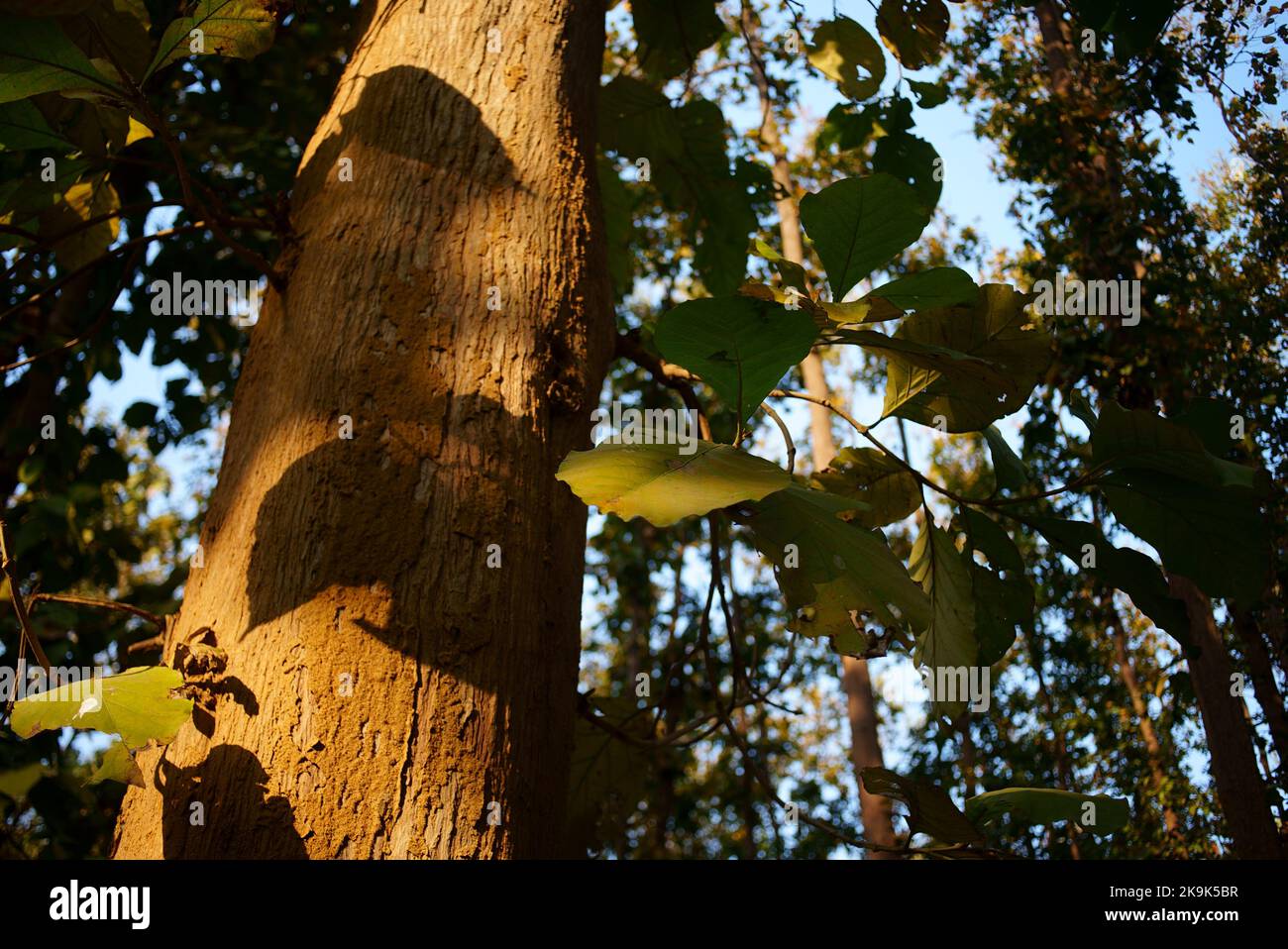 Teak (Tectona grandis) is a tropical hardwood tree species in the family Lamiaceae. It is a large, deciduous tree that occurs in mixed hardwood forest Stock Photo