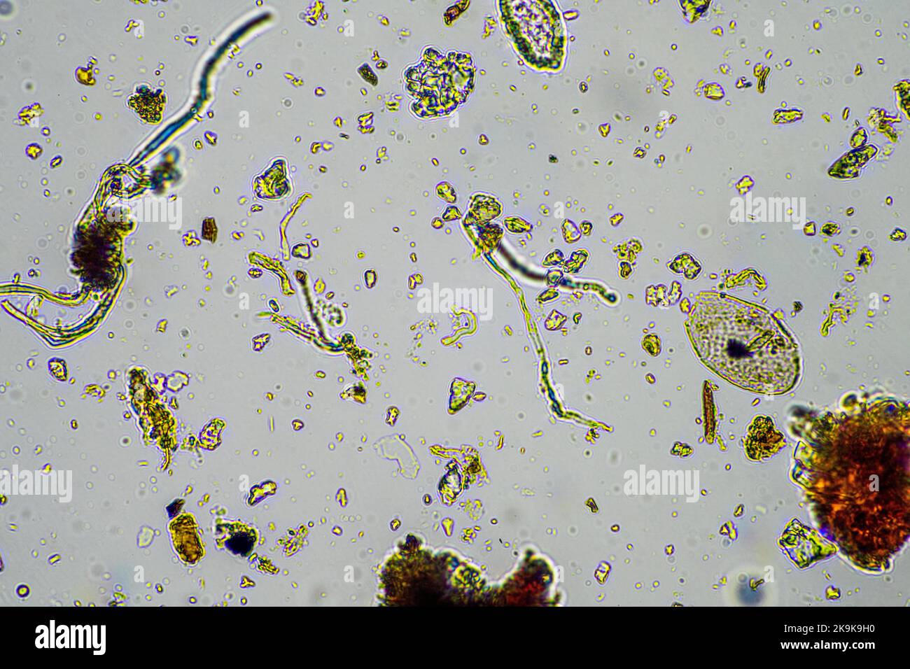 Soil nematode microscope hires stock photography and images Alamy