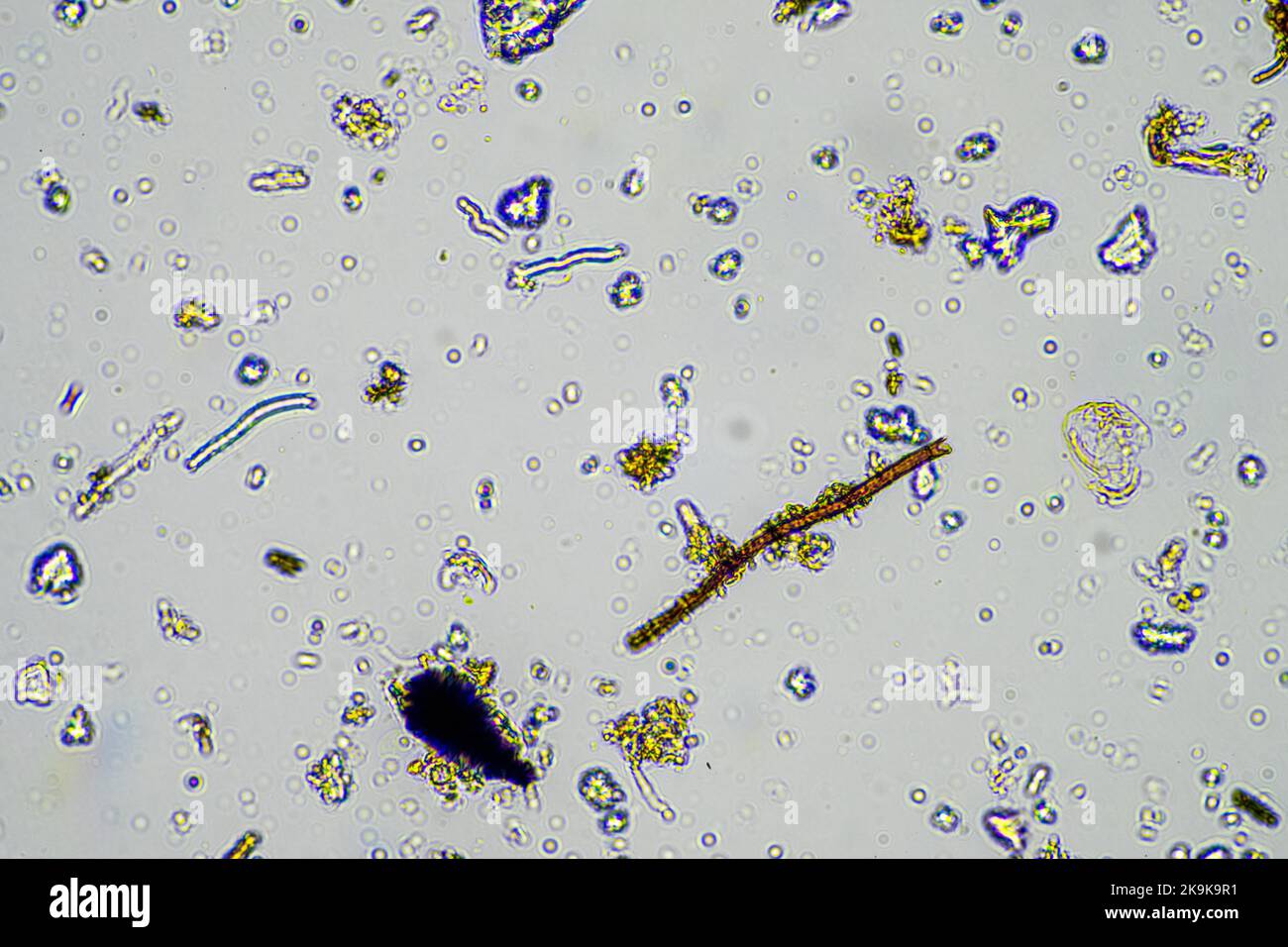 Bacteria compost microscope hires stock photography and images Alamy
