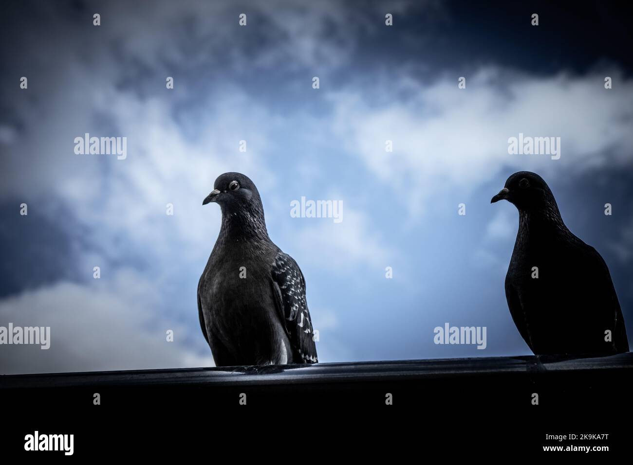Two pigeons on a bus stop in London Stock Photo