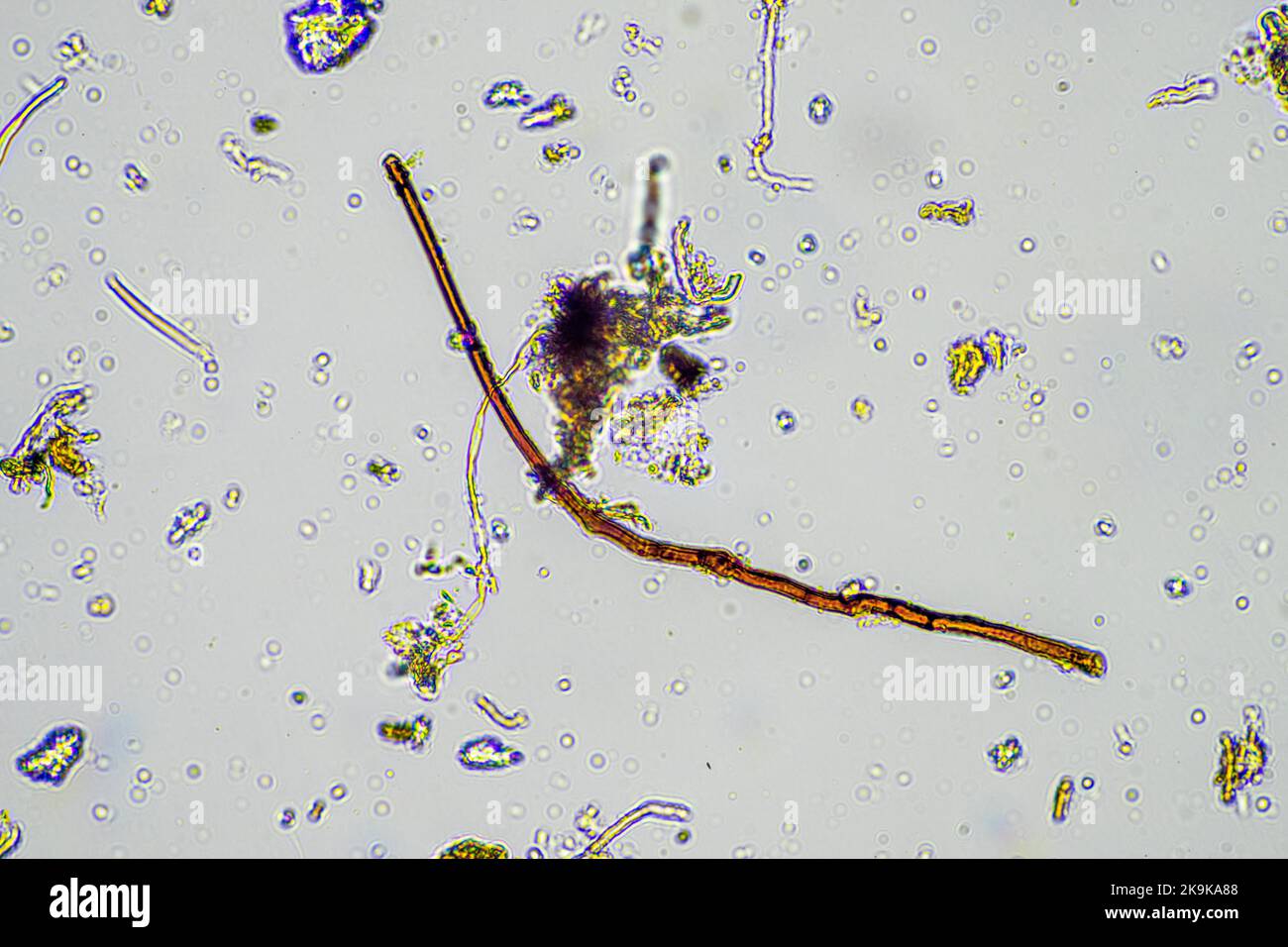 Nematodes microscope hires stock photography and images Alamy