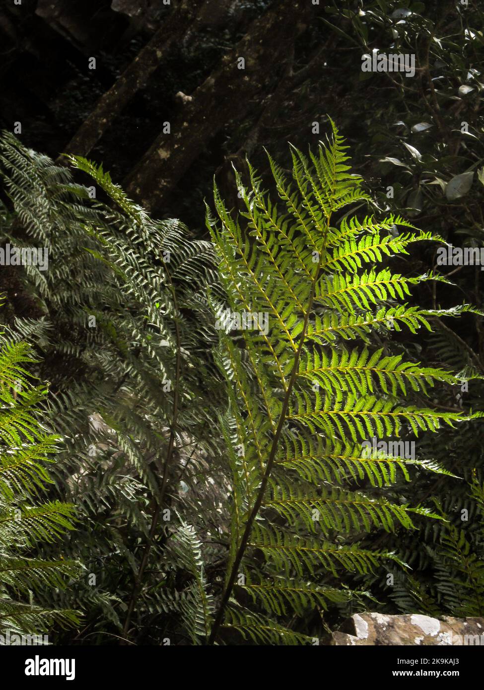 Sunlight shining through the serrated fonds of a forest tree fern, Alsophila capensis, in the indigenous Afromontane forest at Kaapsche Hoop Stock Photo