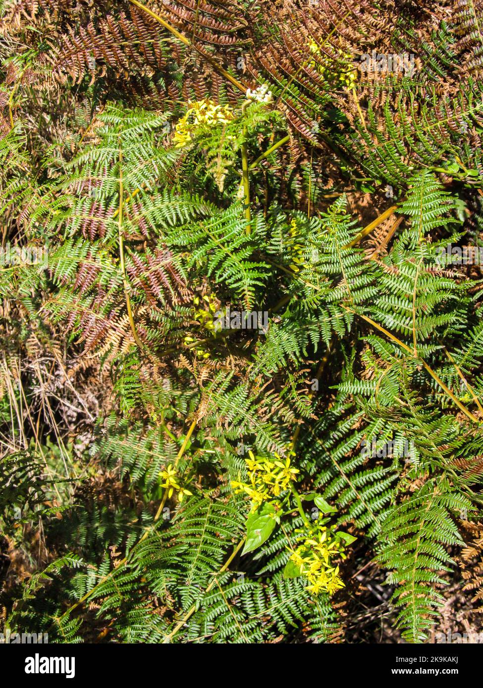 Background of Green and brown Bracken leaves (Pteridium aquilinum) Stock Photo