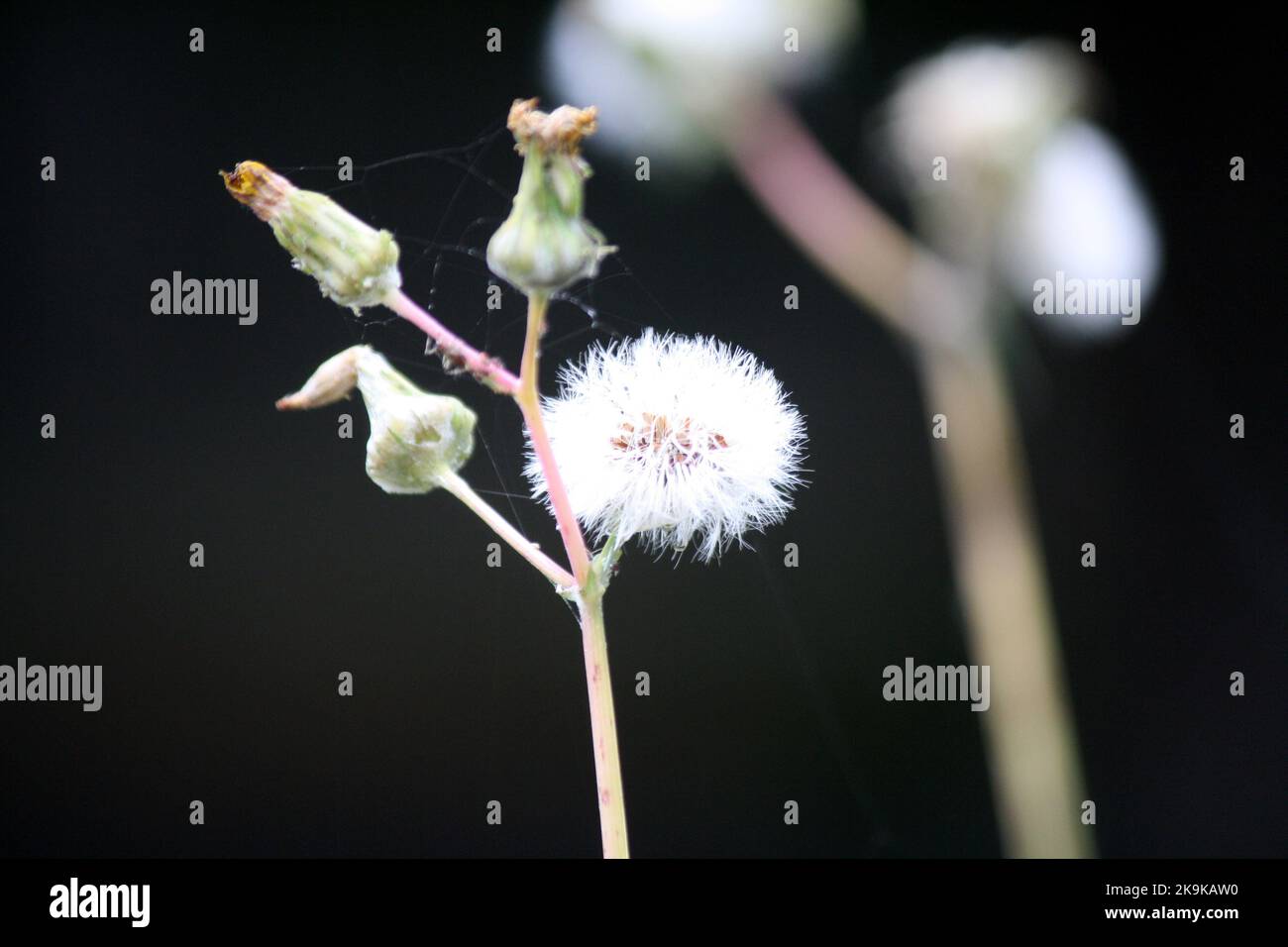 Seedhead of Red-seeded dandelion (Taraxacum erythrospermum) in a garden : (pix SShukla) Stock Photo