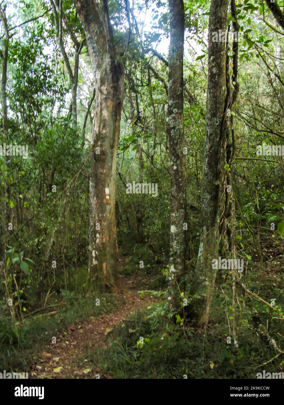 A small hiking trail, Winding through the indigenous Afromontane Forest of Kaapsche hoop, South Africa. Stock Photo