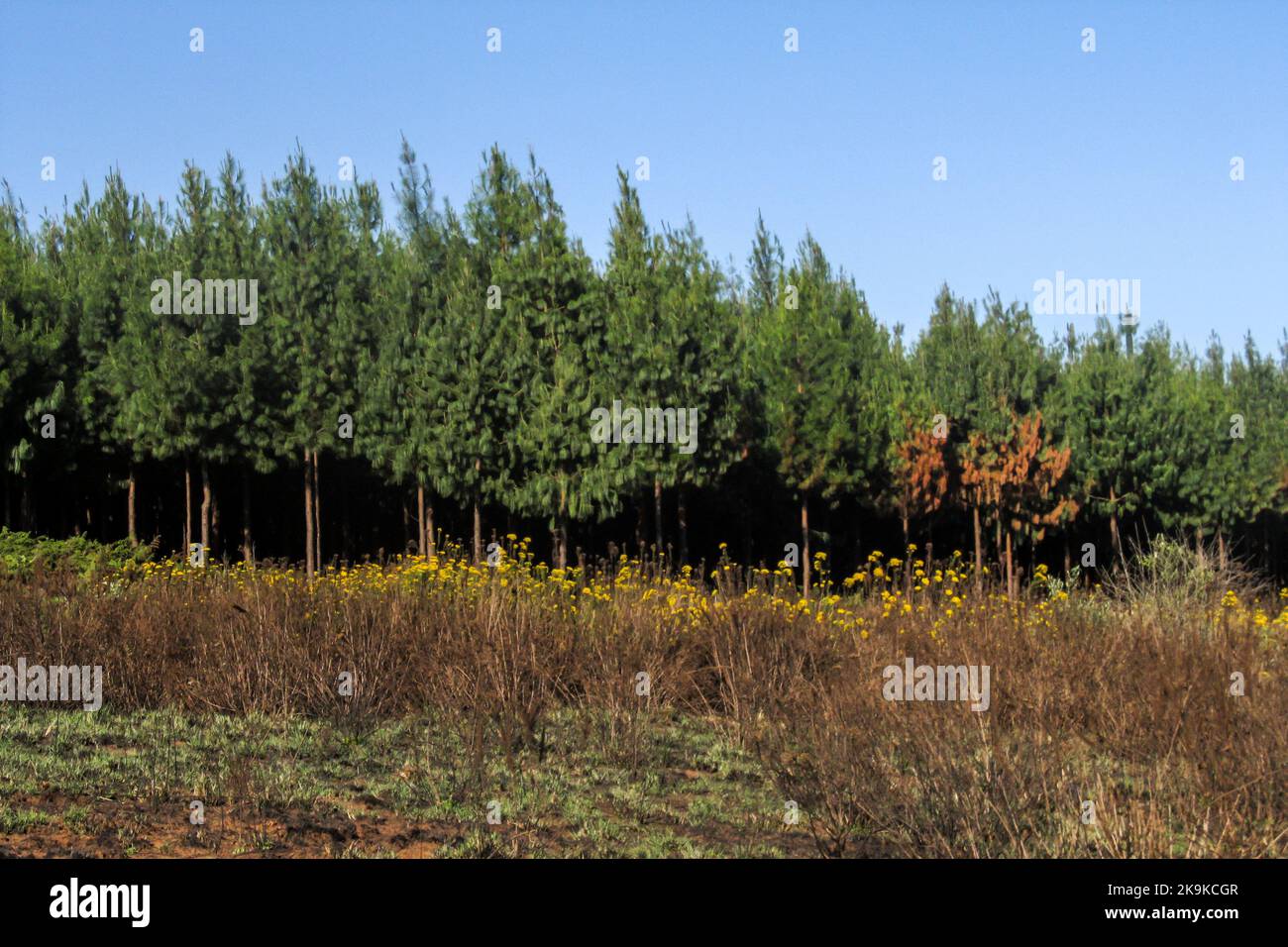 A relatively young plantation of Pine trees in the Kaapschehoop region, South Africa. Stock Photo