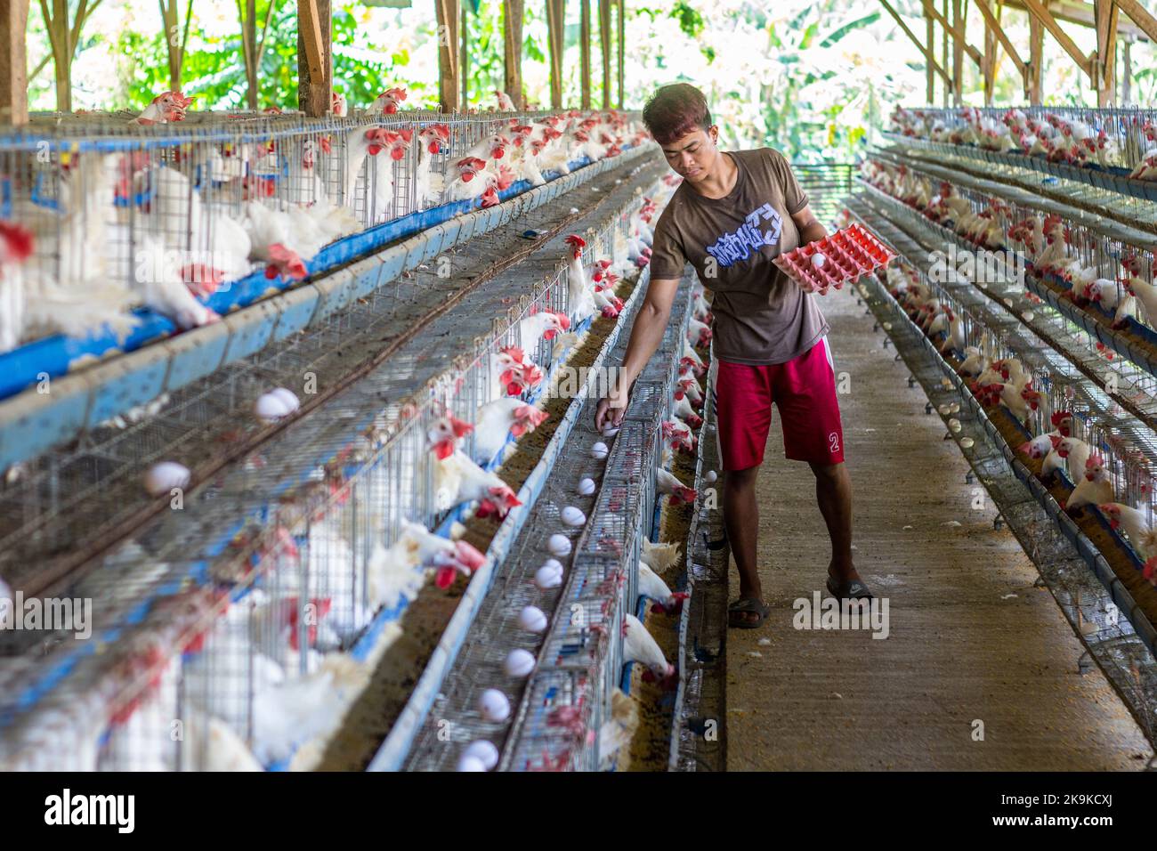 A Filipino farm hand feeding chickens at a poultry farm in Batangas, Philippines Stock Photo