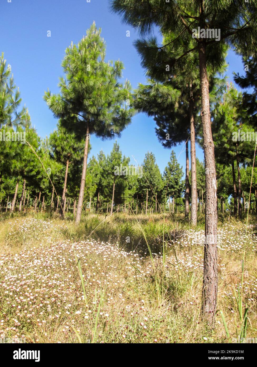 A carpet of pink and white sewejaartjies (Helichrysum flowers) growing under a pine plantation in the Kaapsche hoop region in South Africa Stock Photo