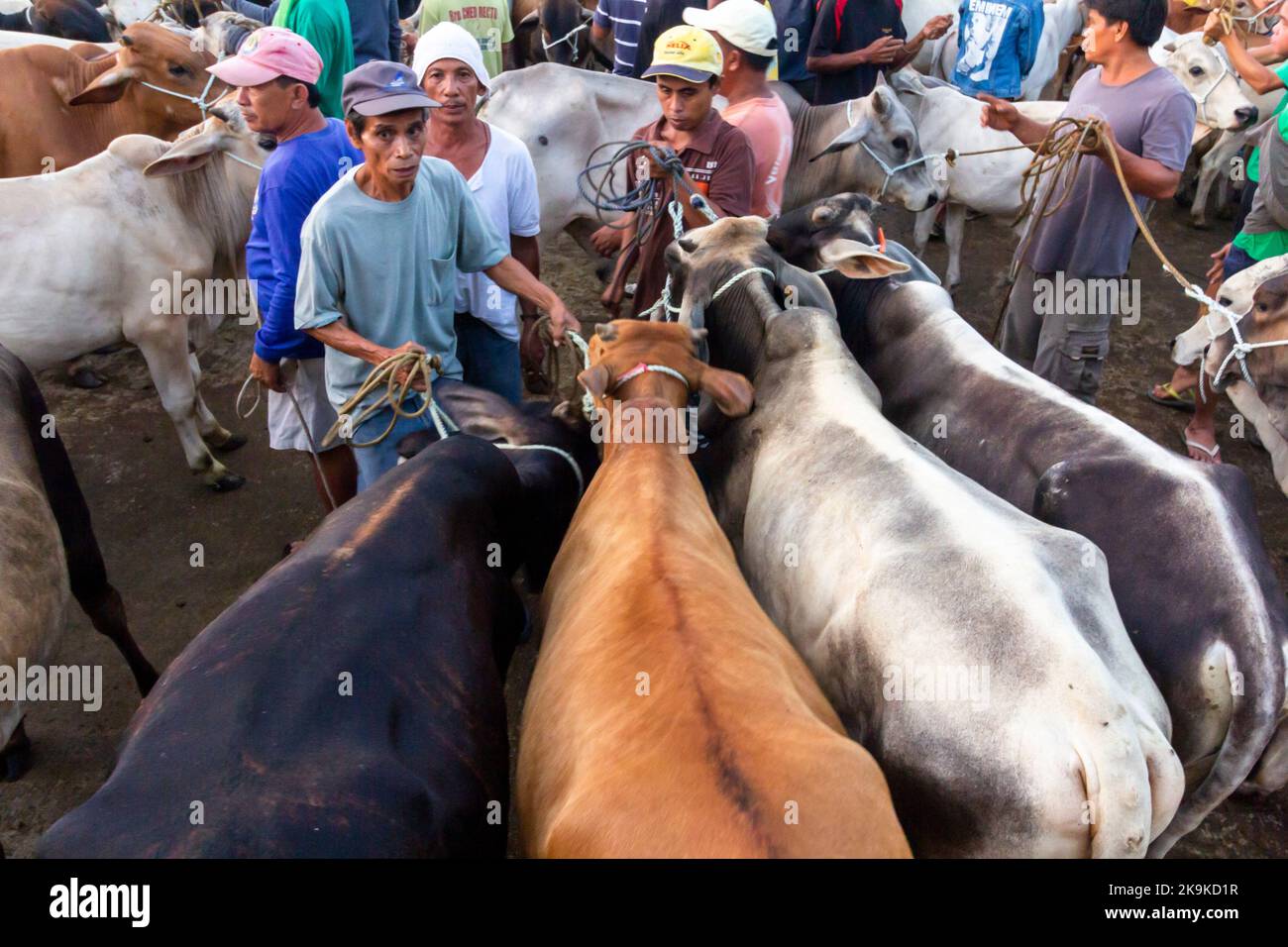 Livestock auction market in Batangas, Philippines Stock Photo Alamy