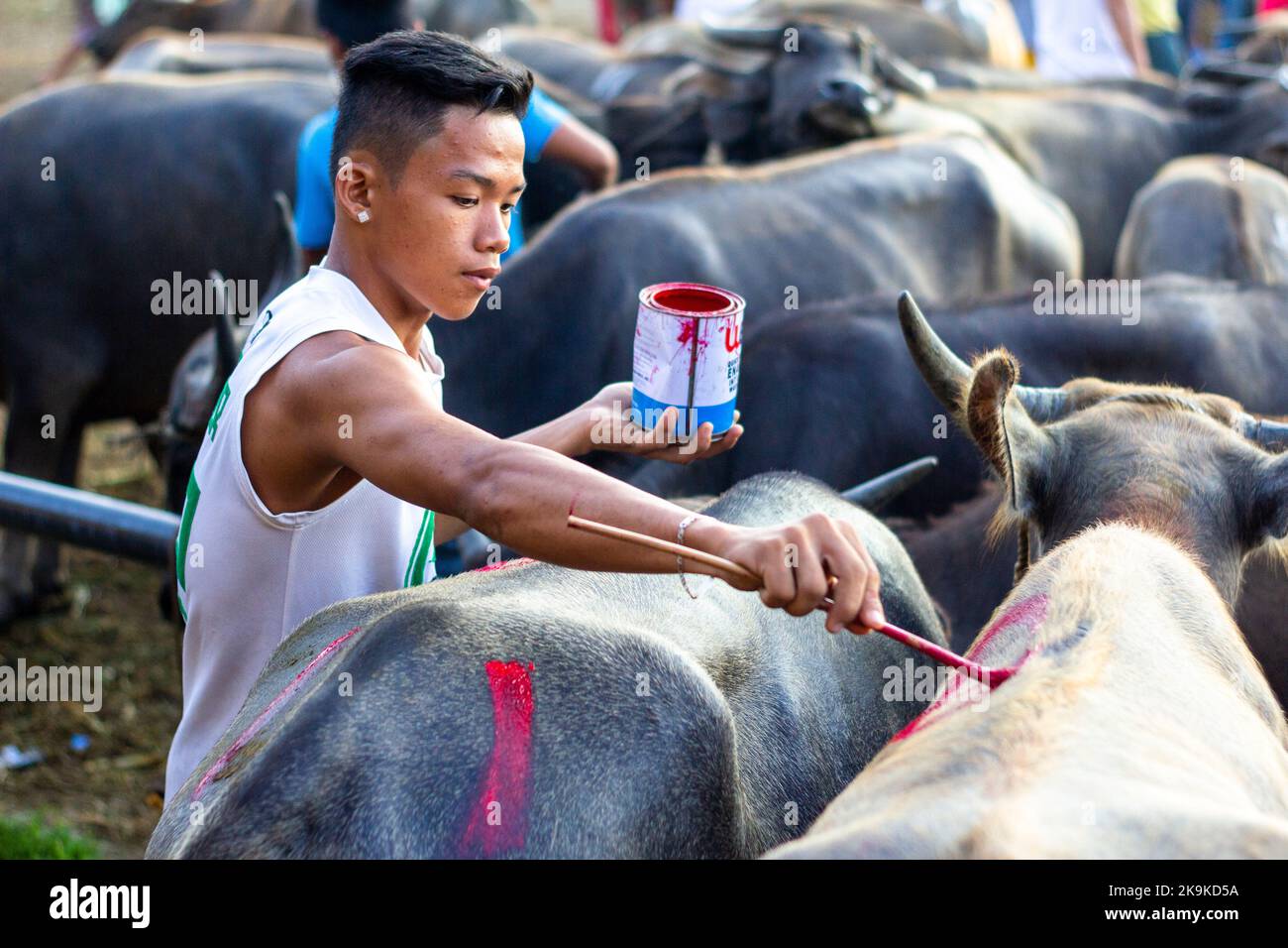 Livestock auction market in Batangas, Philippines Stock Photo Alamy