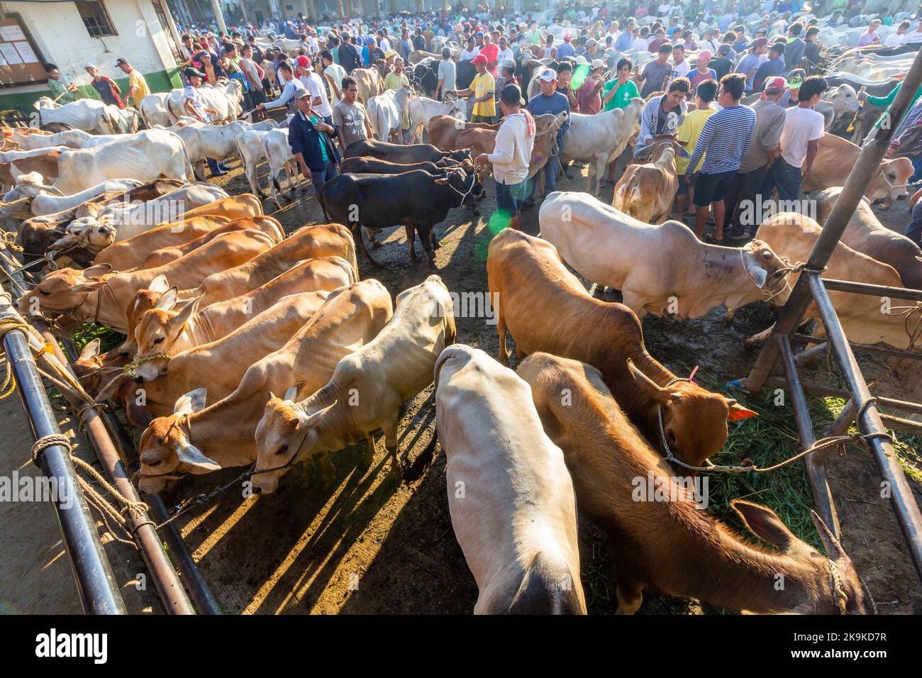 Livestock auction market in Batangas, Philippines Stock Photo Alamy