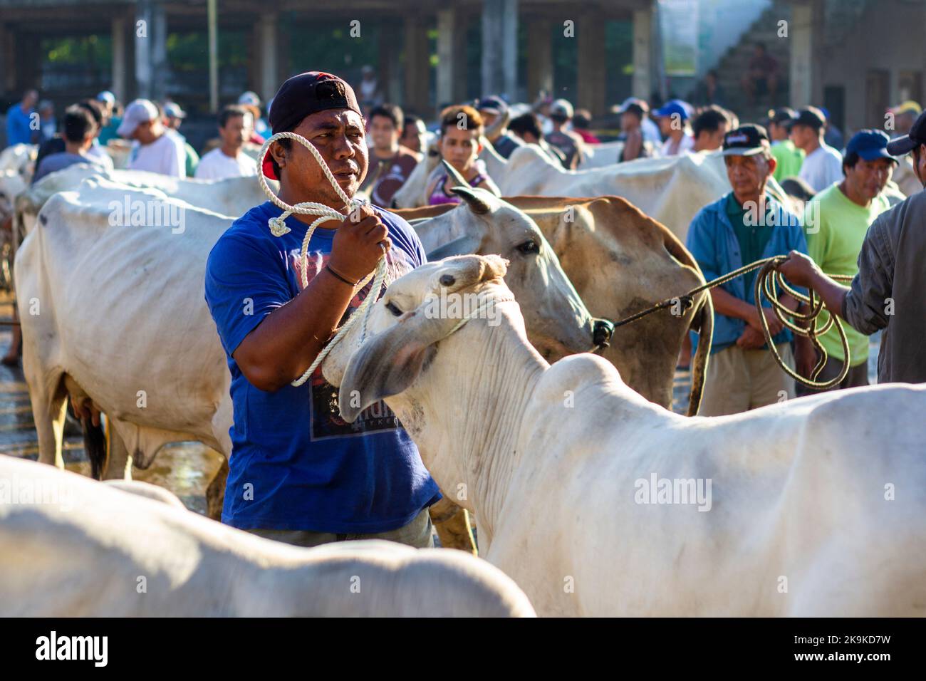 Livestock auction market in Batangas, Philippines Stock Photo Alamy