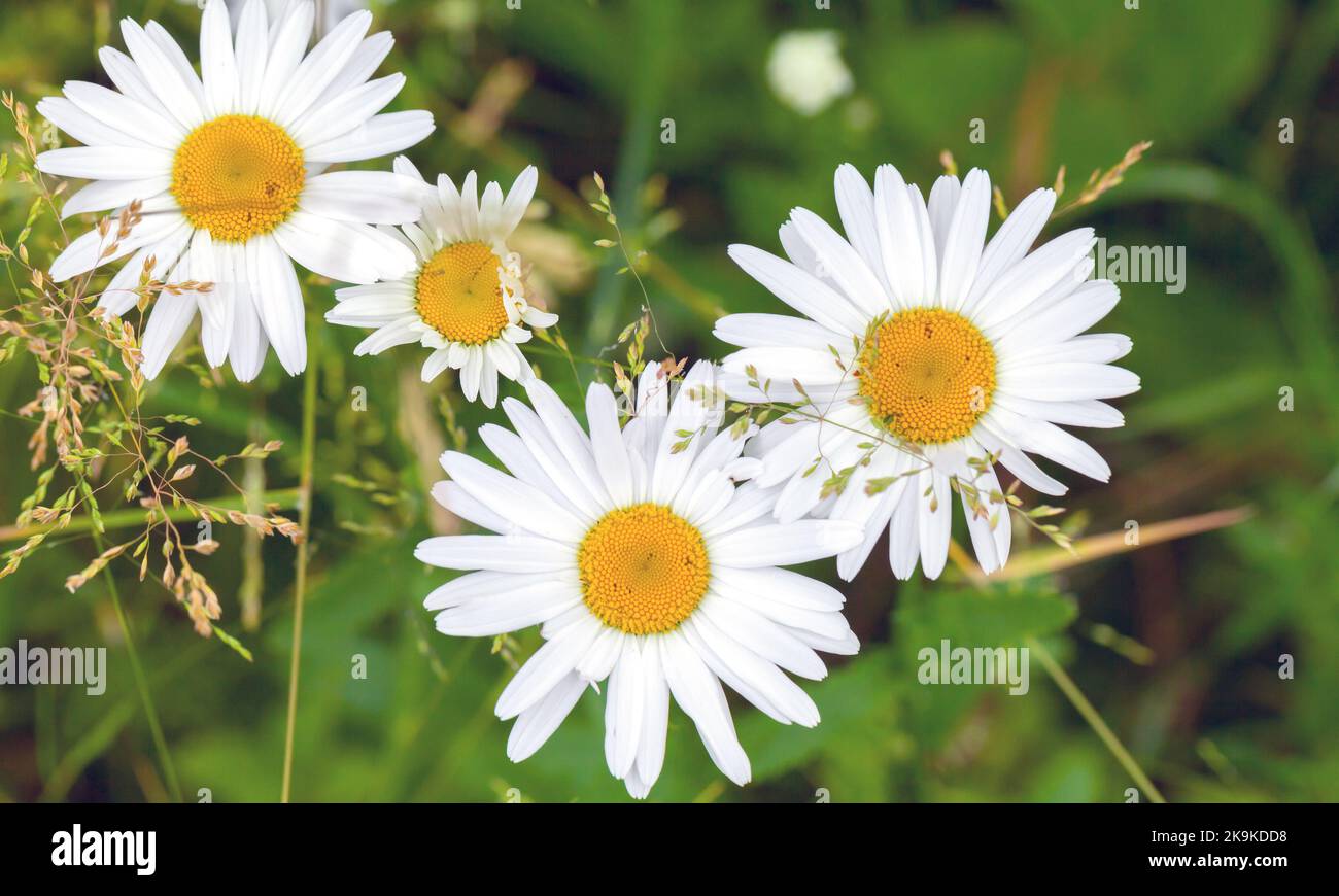 Chamomile flowers are in a summer garden, natural background photo with soft selective focus Stock Photo