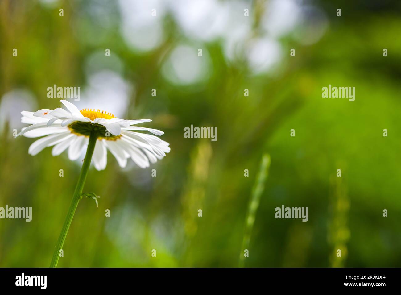 Natural macro photo with soft selective focus of a chamomile flower growing on a summer meadow Stock Photo