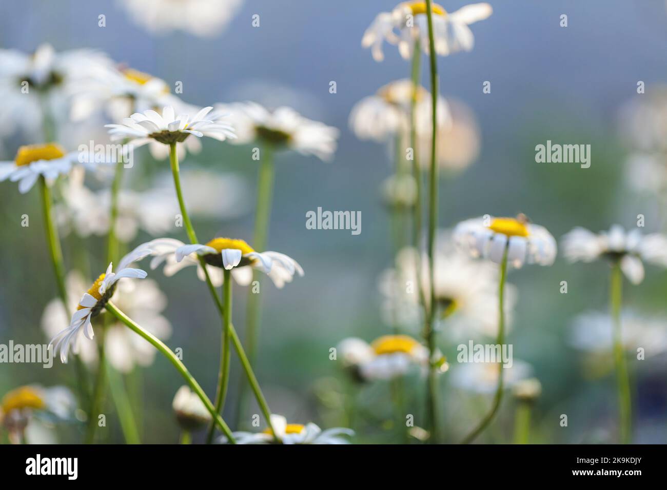 Chamomiles, summer background photo of white flowers with soft selective focus Stock Photo