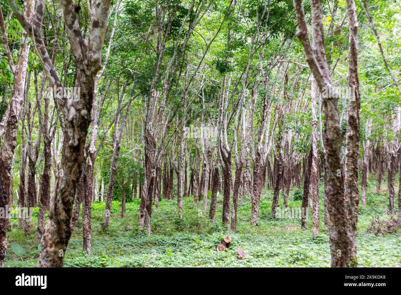 A rubber trees at a plantation in Basilan, Philippines Stock Photo