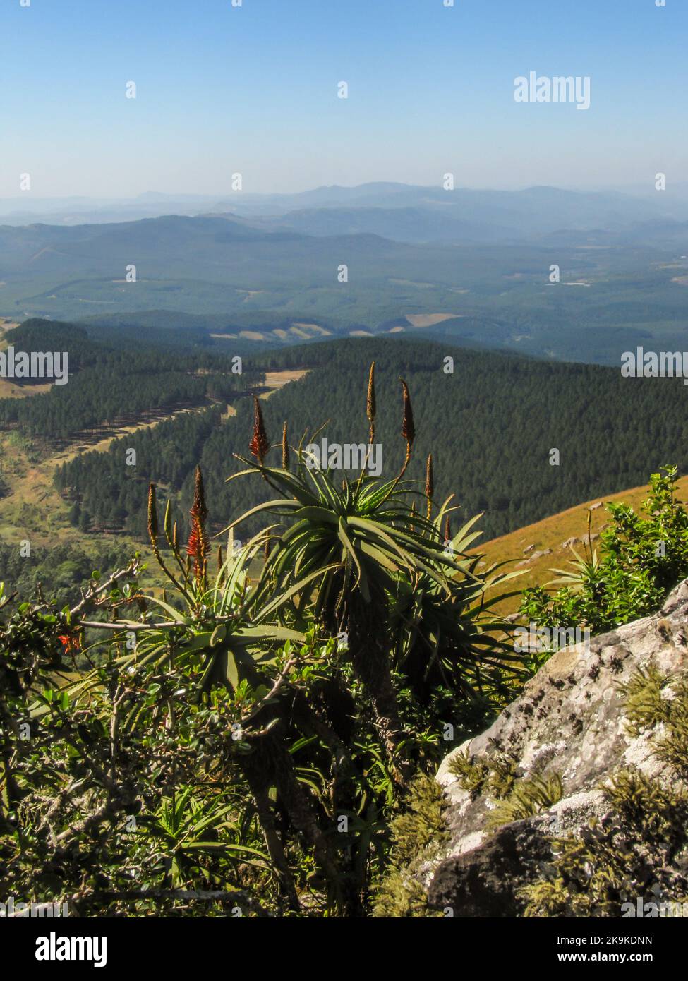 View over the mountains of the Great Escarpment of South Africa, with a flowering aloe in the foreground. Stock Photo