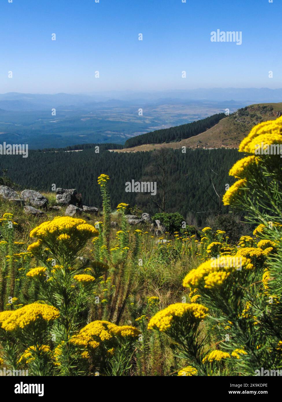The beautiful yellow flowers of the Phymaspermum acerosum with a view of the De Kaap Valley in the background Stock Photo