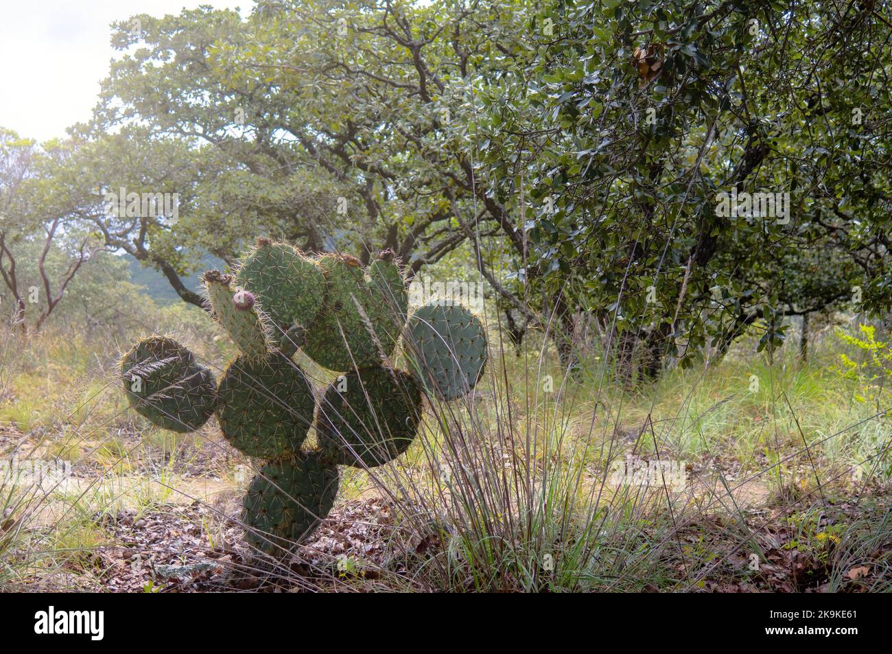 A Landscape with Opuntia ficus-indica and prickly pear fruits in the forest Stock Photo