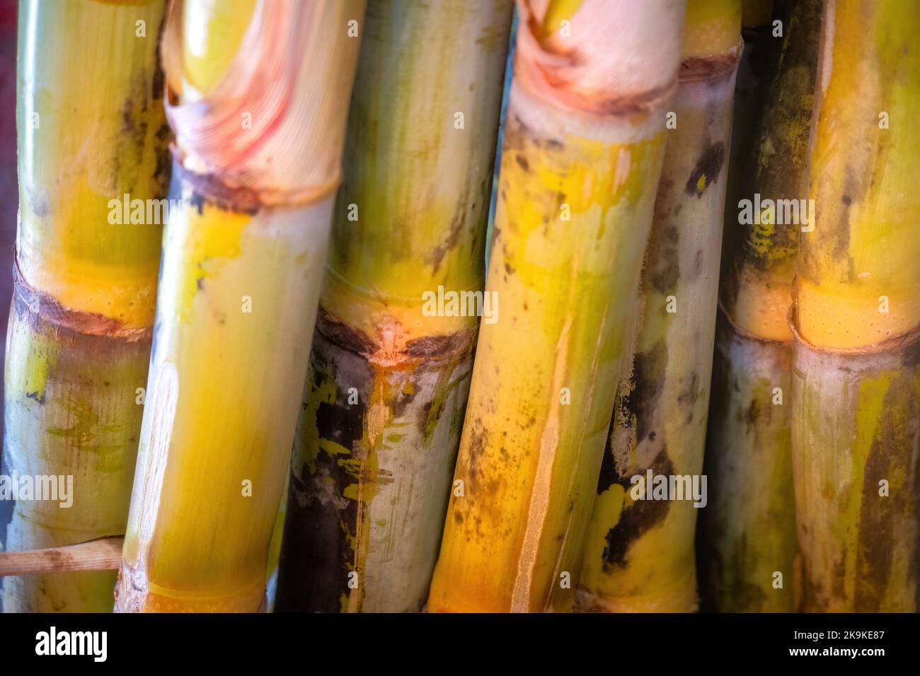 A Close up of Sugarcane Saccharum officinarum with copy space Stock Photo