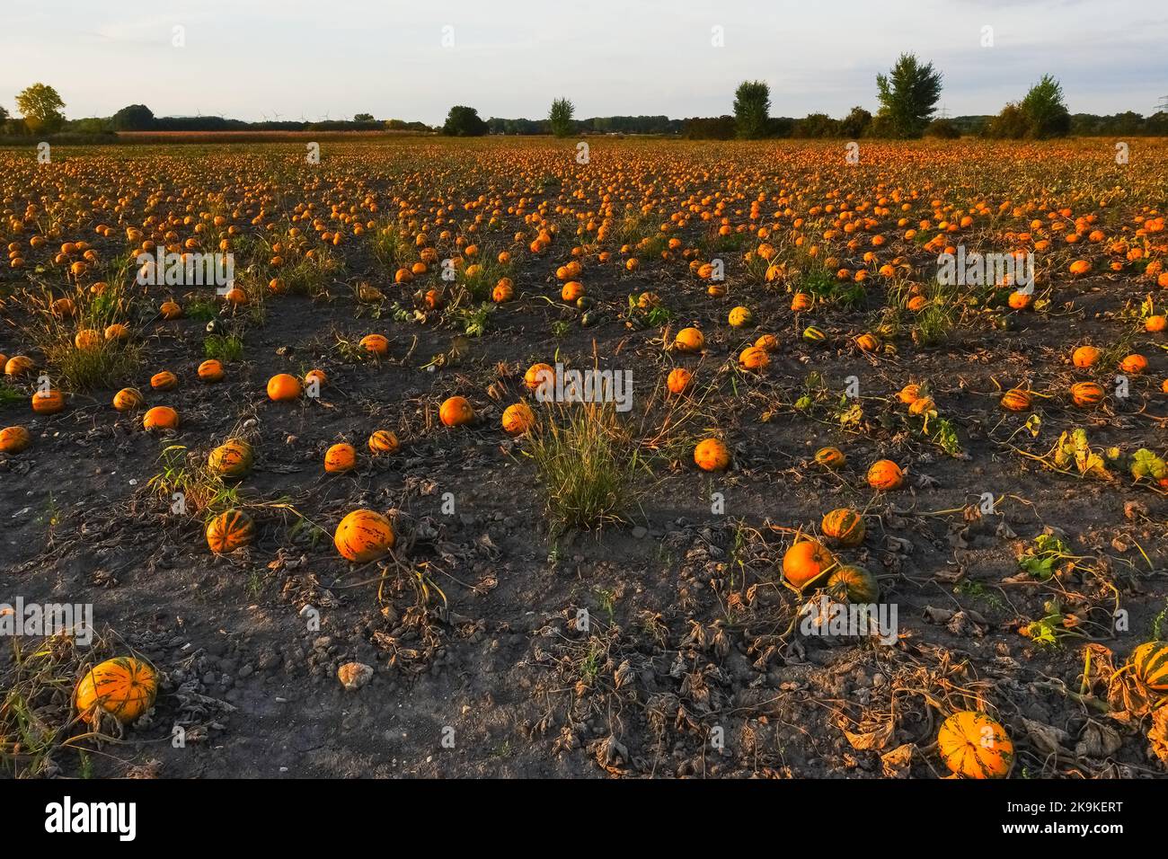 thousands of orange pumpkins at a field for halloween during sunset in autumn Stock Photo